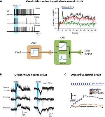 Neuropeptides as Primary Mediators of Brain Circuit Connectivity